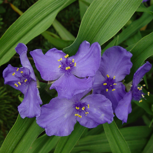 Tradescantia 'Concord Grape' - Click Image to Close